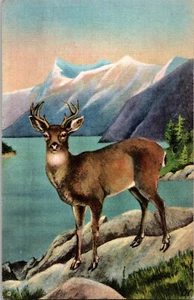 Postal Ciervo cola negra vida silvestre del noroeste y Alaska Odocoileus - Imagen 1 de 2
