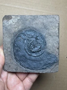 145g Triassic Natural ammonite Trachyceras specimen on rock - Picture 1 of 22