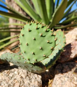 Opuntia Macrorhiza Plains Prickly Pear Western Minnesota Cactus Pad Cutting (1) - Picture 1 of 4