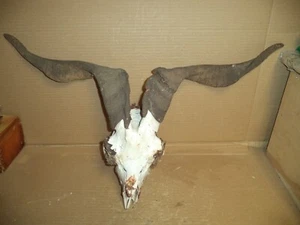 GOAT /Sheep Skull   9" down face   22" horn   REAL    Art/Decor/Oddities - Picture 1 of 5