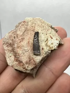Rare Spinosauridae Tooth Morocco Dinosaur Dinosaure Fossil Fossile Fossilien - Picture 1 of 12