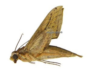 Unmounted Butterfly/Sphingidae - Xylophanes libya, male, Bolivia - Imagen 1 de 1