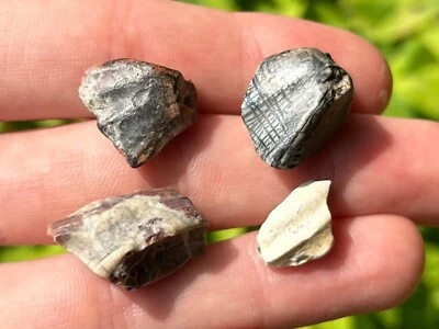 Ouranosaurus Dinosaur Teeth Fossils LOT OF 4 Niger Elrhaz Fm Iguanodon Relative - Image 1 of 4