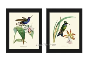 Vintage Kolibri Orchidee Wandkunst Drucke 2er Set schön antik ungerahmt - Bild 1 von 6