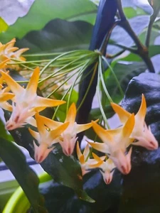 Hoya Multiflora SV406 Ableger - Bild 1 von 2