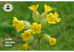COWSLIP WILD YELLOW BRITISH FLOWER SEEDS PRIMULA VERIS SLYNE GARDEN - Picture 1 of 5