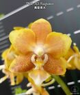 Taiwan Orchidee Phalaenopsis KS FRAGRANCE