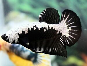 Betta fish breeding pair Black samurai / dragon