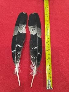 Z45 Pr Pen Raised African Harrier Hawk (Polyboroides Typus) Wing Feather - Picture 1 of 1