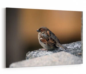 Impresión en lona estampado enmarcado arte de pared gorrión pájaro primer plano decoración imagen - Imagen 1 de 3