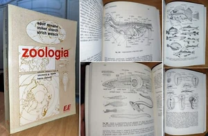 ZOOLOGIA GENERALE, Remane, Storch, Welsch. 1 Edizione Italiana 1978, Edi. Ermes - Picture 1 of 24