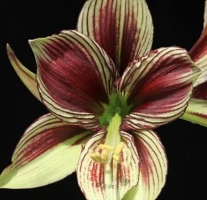 Butterfly Hippeastrum Papilio : Small Bulb: A Rare Variety: Free Postage - Foto 1 di 2
