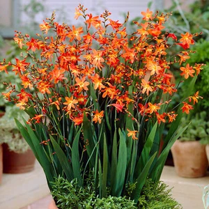 Crocosmia Carmine Brilliant Outdoor Plant Herbaceous Montbretia Garden Perennial - Picture 1 of 18