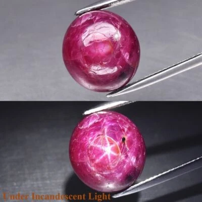 GLC Certified BIG 16.83 Ct Natural Purple-Red 6Ray Star Ruby Oval Cab Gem See VD - Image 1 of 4