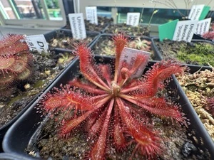 Drosera ultramafica x spatulata Seeds | 25+ Seeds Per Order | Hybrid Sundew - Picture 1 of 2