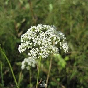 Burnet saxifrage 30+ PCS fresh seeds, Pimpinella saxifraga - Picture 1 of 8