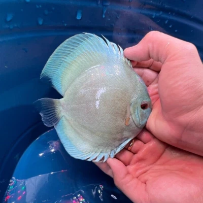 Pack of 3 - Blue Diamond Discus 4" - Image 1 of 4