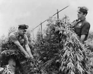 Polizei geschnittene große Marihuana Gras Pflanze 8x10 Nachdruck des alten Fotos - Bild 1 von 1