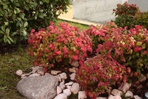 Nandina Zwerg Feuerkraft Domestica - Bild 1 von 6