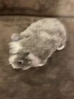 ty Beanie Baby Flash The Hamster. No Hang Tag But Rare