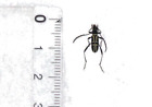 Cerambycidae. Prothema tibiellum. West Kalimantan