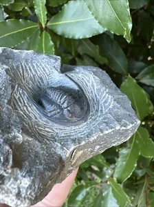 Cornuproetus Trilobite Fossil Morocco - Picture 1 of 20