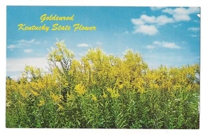 Cartolina GOLDENROD gialla KENTUCKY STATE FLOWER simboli KY - Foto 1 di 2