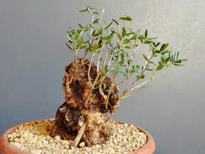 Bonsai Olivastro 26x15cmVaso Pianta Nebari Robusto Olivo Visita Il Mio Negozio - Immagine 1 di 4