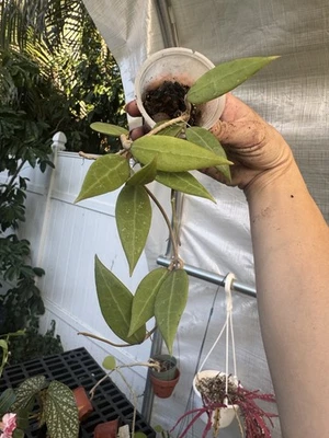Hoya Pallida - Image 1 of 4