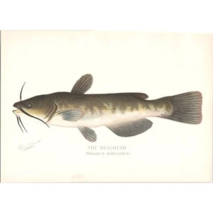 Original c1900 DENTON Antique Color Fish Print - THE BULLHEAD CATFISH - Foto 1 di 1