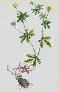 John Sowerby de 1860 impresión botánica coloreada a mano tormentil común K1A - Imagen 1 de 3