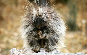 Impresión fotográfica PORCUPINE 8X10 - Imagen 1 de 1