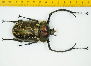 EUCHIRIDAE - Cheirotonus peracanus (69mm+) - MALAYSIA - 7406 - Picture 1 of 2