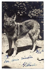 Set di 3 cartoline con pastore tedesco e cani terrier. - Picture 1 of 4
