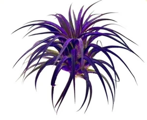 Live Color Enhanced Purple Air Plant Ionantha Guatemala Airplant FREE SHIPPING - Picture 1 of 2