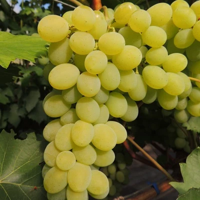 Vite Regina 2L - Uva grande e conica - Immagine 1 di 3