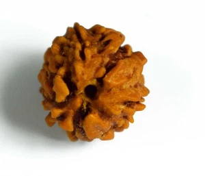 3 MUKHI ENERGETISIERTE RUDRAKSHA DREI GESICHTER RUDRAKSH PERLEN NEPAL URSPRUNG - Bild 1 von 4