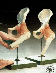 Hip Functional Anatomical Model SOMSO NS-51 Professional.  Make Us an Offer! - Picture 1 of 1
