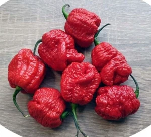 20 Newly Harvested Super-Hot Trinidad Scorpion Red Moruga Pepper Seeds-A 66 - Picture 1 of 9