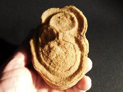 ¡Más grande! Fósil de estromatolito 600 millones de años 100% natural Marruecos 601gr Foto 1 de 4