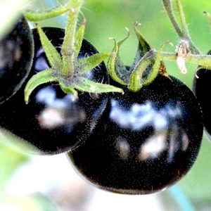 75+ EUROPEAN BLACK CHERRY TOMATOES SEEDS SWEET TASTY HEIRLOOM NON-GMO RARE JUICY - Picture 1 of 4