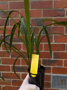 Cymbidium (Golden Zenith X Minuet) unflowered seedling (4) - Picture 1 of 7