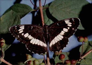 DJH Spenden-Karte Spendenkarte Tiere Schmetterling Butterfly Kleiner Eisvogel - Picture 1 of 2