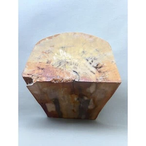 Vintage Heavy Petrified Wood Stone Polished 10 lb+ 6 3/8" x 5" x 4 1/8" Grooved - Picture 1 of 10