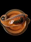 Vintage Sarreguemines Fish Service: French Faience Barbotine Plates, 1960s