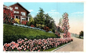 Portland OR Hedge of Roses Landscape Approach to City c.1925 Vintage Postcard - Picture 1 of 3