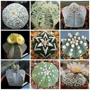 10 semi in miscuglio di Astrophytum mix ,piante grasse,seed cactus mix - Imagen 1 de 1
