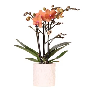 Schmetterlingsorchidee Bolzano Orange Star Fish Ziertopf Phalaenopsis Orchideen - Bild 1 von 5