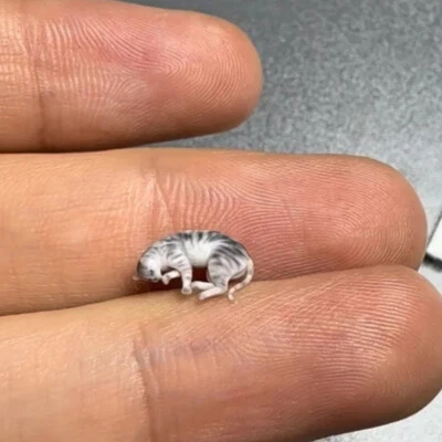 1/64 Sleeping Cat Miniature Model Scene Prop Car Vehicle Toy Ornament - Image 1 of 2