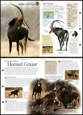 Sable Antelope #244 Mammals - Discovering Wildlife Fact File Fold-Out Card